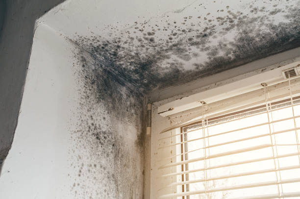 Affordable Mold Remediation solutions in Hermitage, PA